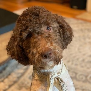 Meet your Posher, Dana